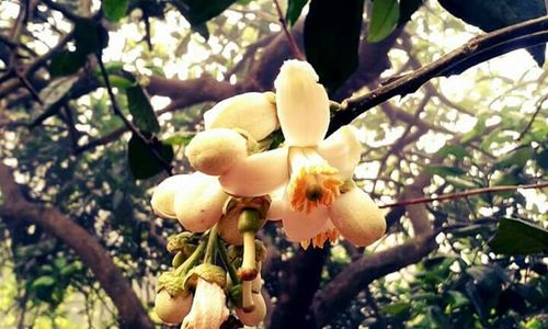 Close-up low angle view of yellow flowers