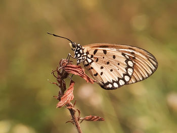 Close-up of butterfly pollinating flower