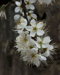 Close-up of white cherry blossom