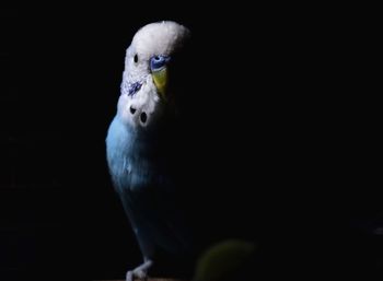 Close-up of parrot perching on black background