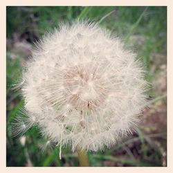 dandelion