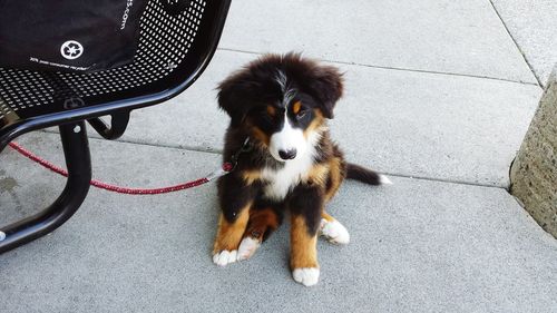 High angle view of cute puppy sitting on street by chair