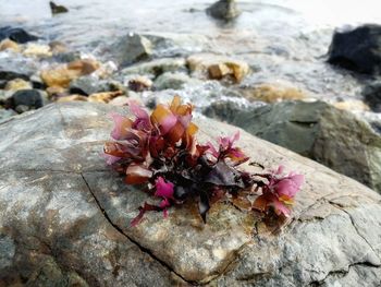 Close-up of pink rose on rock