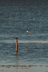 Bird flying over sea