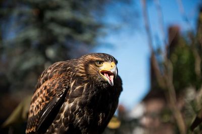 Close-up of eagle against trees