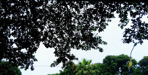 Low angle view of trees against sky