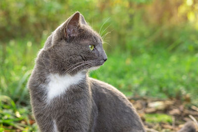 Close-up of cat