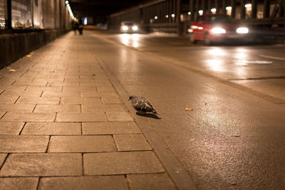 Birds on street at night