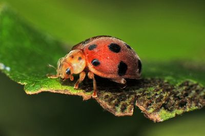 Close-up of ladybug on leaf