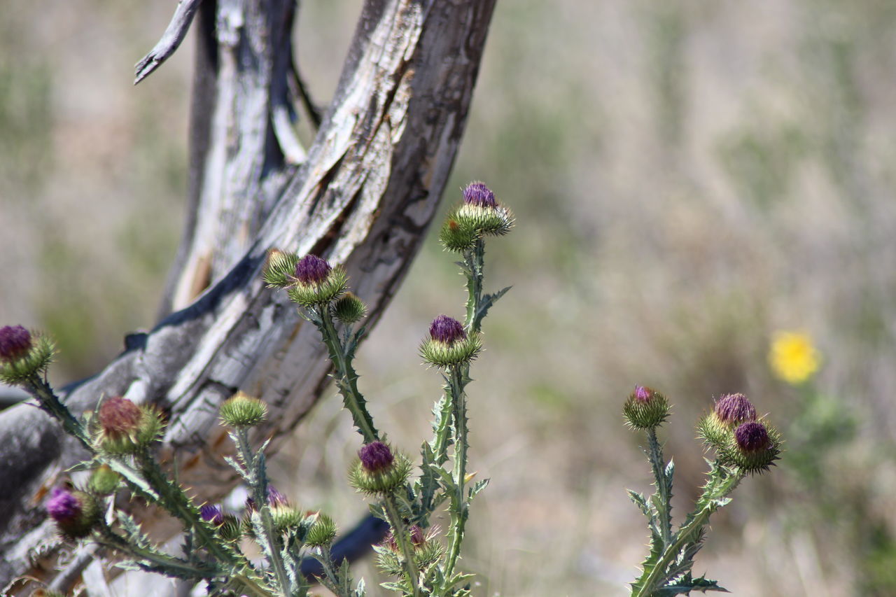 CLOSE-UP OF RED FLOWERING PLANT AGAINST TREE