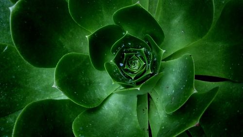 Close-up of wet green plant