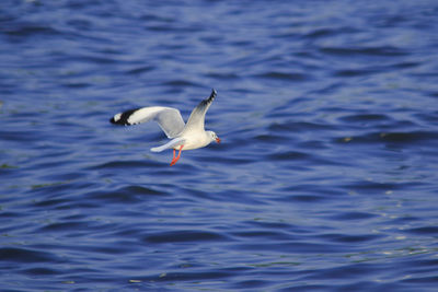 Seagull flying over sea