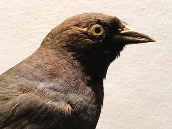 Close-up of bird