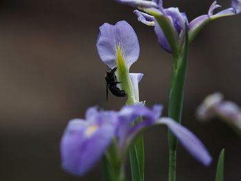 Close-up of bug on purple flower