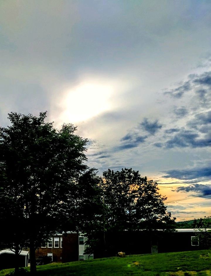 TREE AGAINST SKY DURING SUNSET