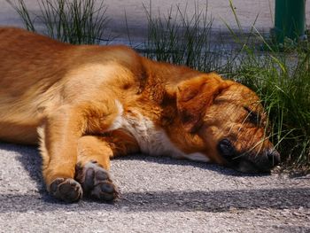 Close-up of a dog sleeping