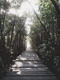 Footpath amidst trees in forest