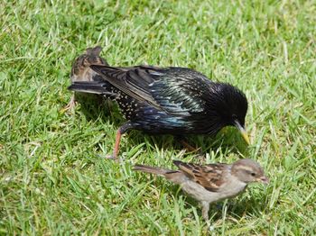 Mallard duck on field