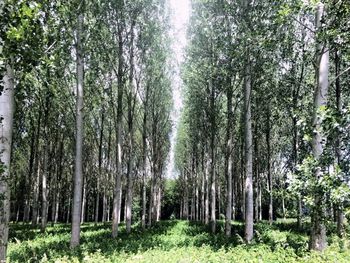 Trees in forest