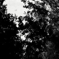 Low angle view of trees against sky