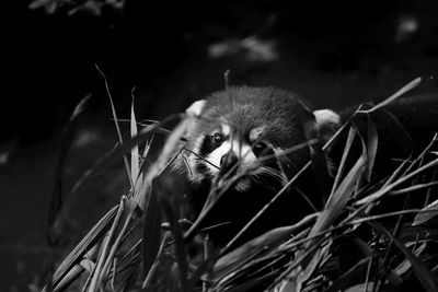 Close-up of an animal on field