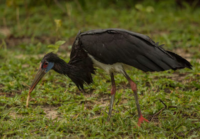 Close-up of a bird on field