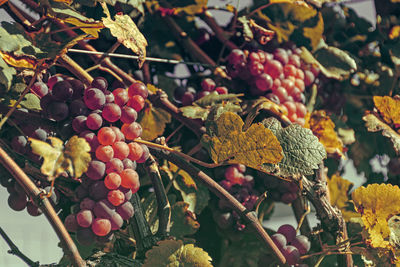 Close-up of grapes growing in vineyard.