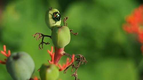 Close-up of insect on plant