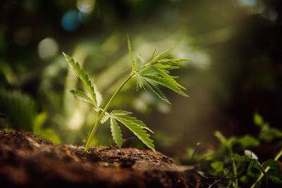 Close-up of plant growing on field