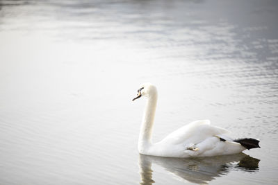 Swan swimming in lake