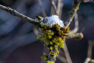 Close-up of frozen plant