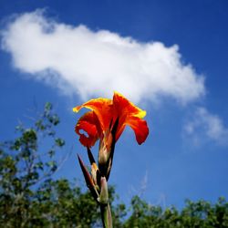 Close-up of orange flower plant against sky