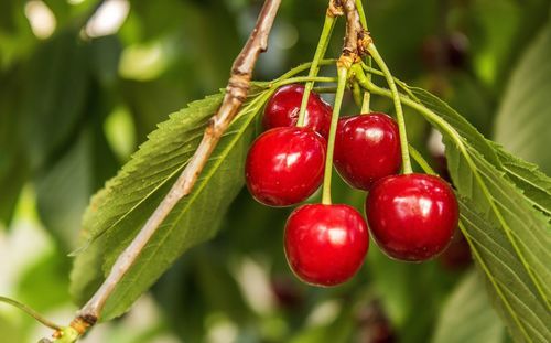 Close-up of cherries on tree