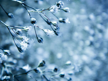 Close-up of frozen plant