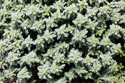 Background with small fragrant thyme leaves a herb