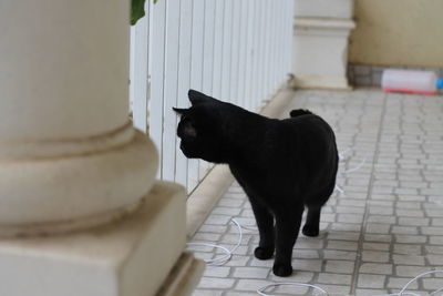 Black cat sitting on staircase