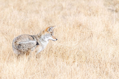 Coyote hunting