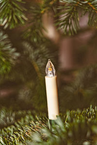 Close-up of christmas tree