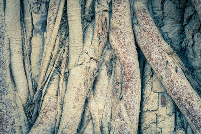 Full frame shot of tree trunk