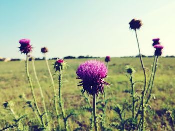 Close-up of thistle flower on field against sky