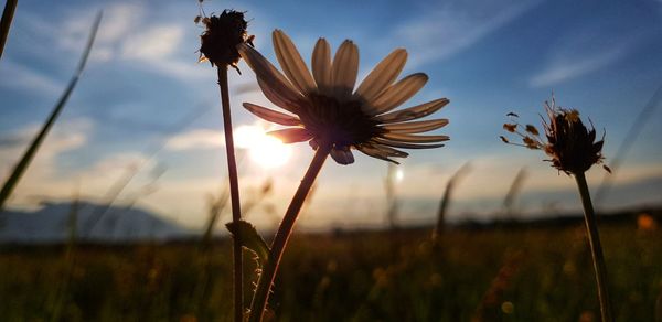 Close-up of flowering plants on field against sky during sunset