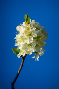 Close-up of white cherry blossom against clear blue sky