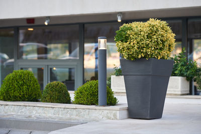 Close-up of potted plant