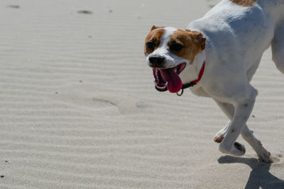 Dog on wet sand at beach