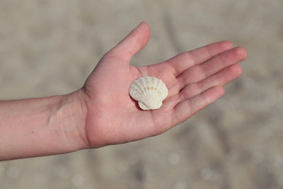 Close-up of hand holding shell