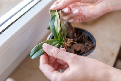 Cropped hand holding plant