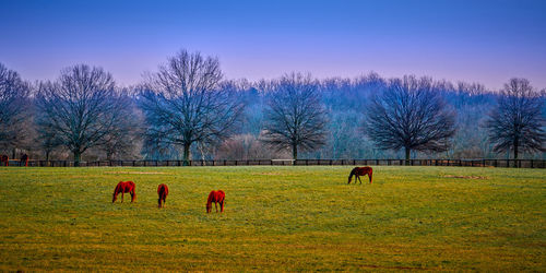 Sheep grazing in a field