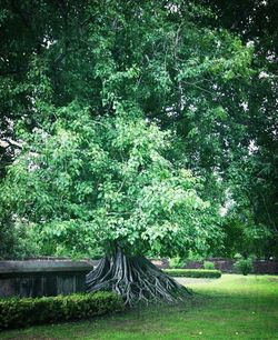 Trees in park