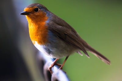Close-up of bird against blurred background