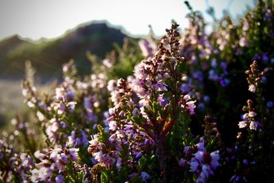 Close-up of purple flowering plants on field